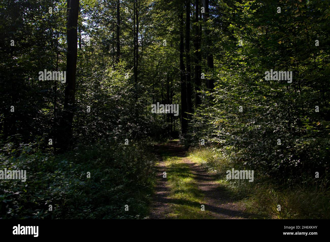 Wald spaziergang hi-res stock photography and images - Alamy