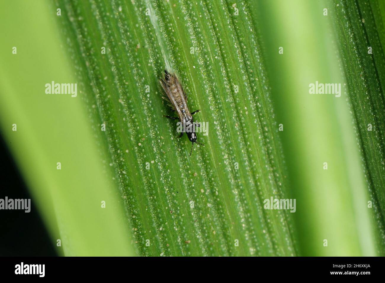 Thrips Thysanoptera on cereal. It is a dangerous pest of crops Stock ...