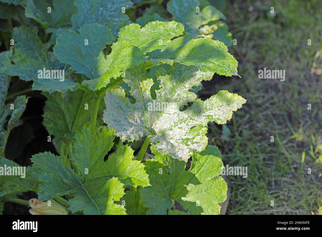 Fungal disease Powdery mildew on zucchini foliage. Stock Photo