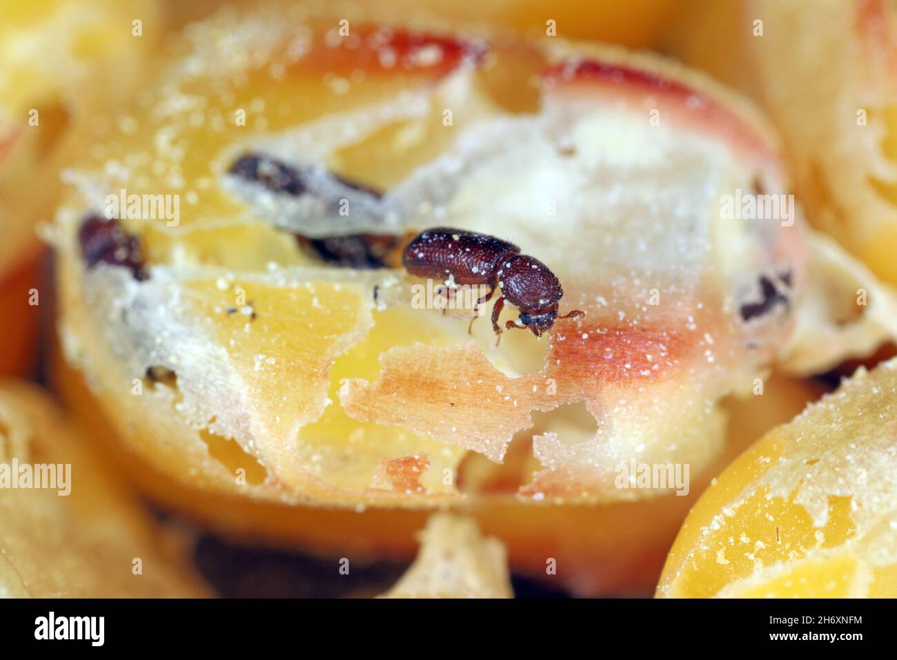 Corn grains damaged by Rhyzopertha dominica commonly as lesser grain