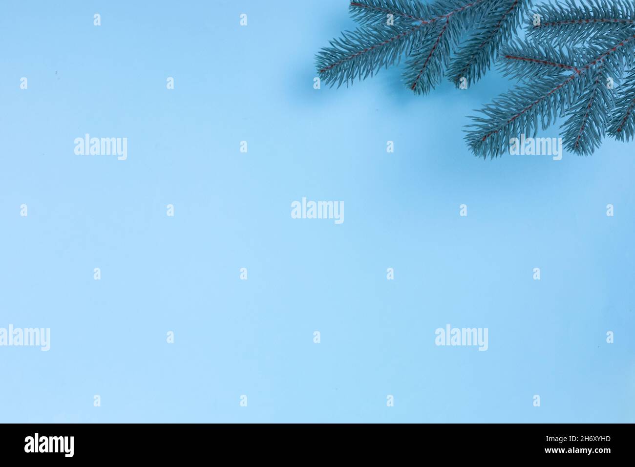 Branches of a Christmas tree on a blue background. The basis for the ...