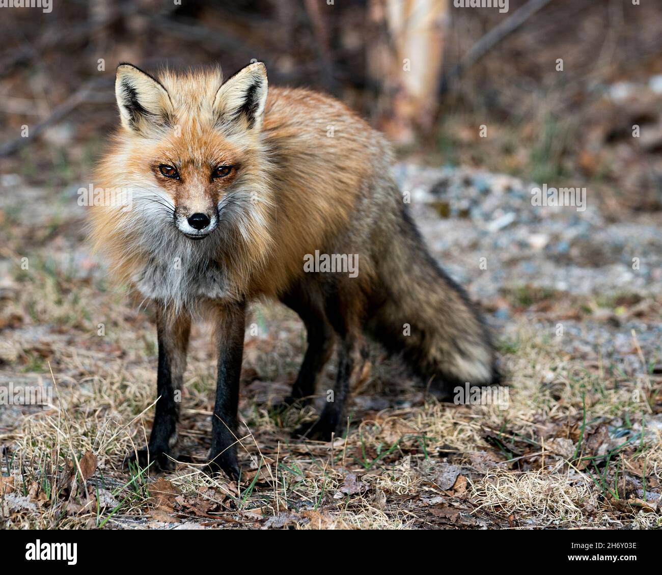 Red fox close-up profile in the springtime with blur background, displaying fox tail, fur, in its environment and habitat. Fox Portrait. Photo. Stock Photo