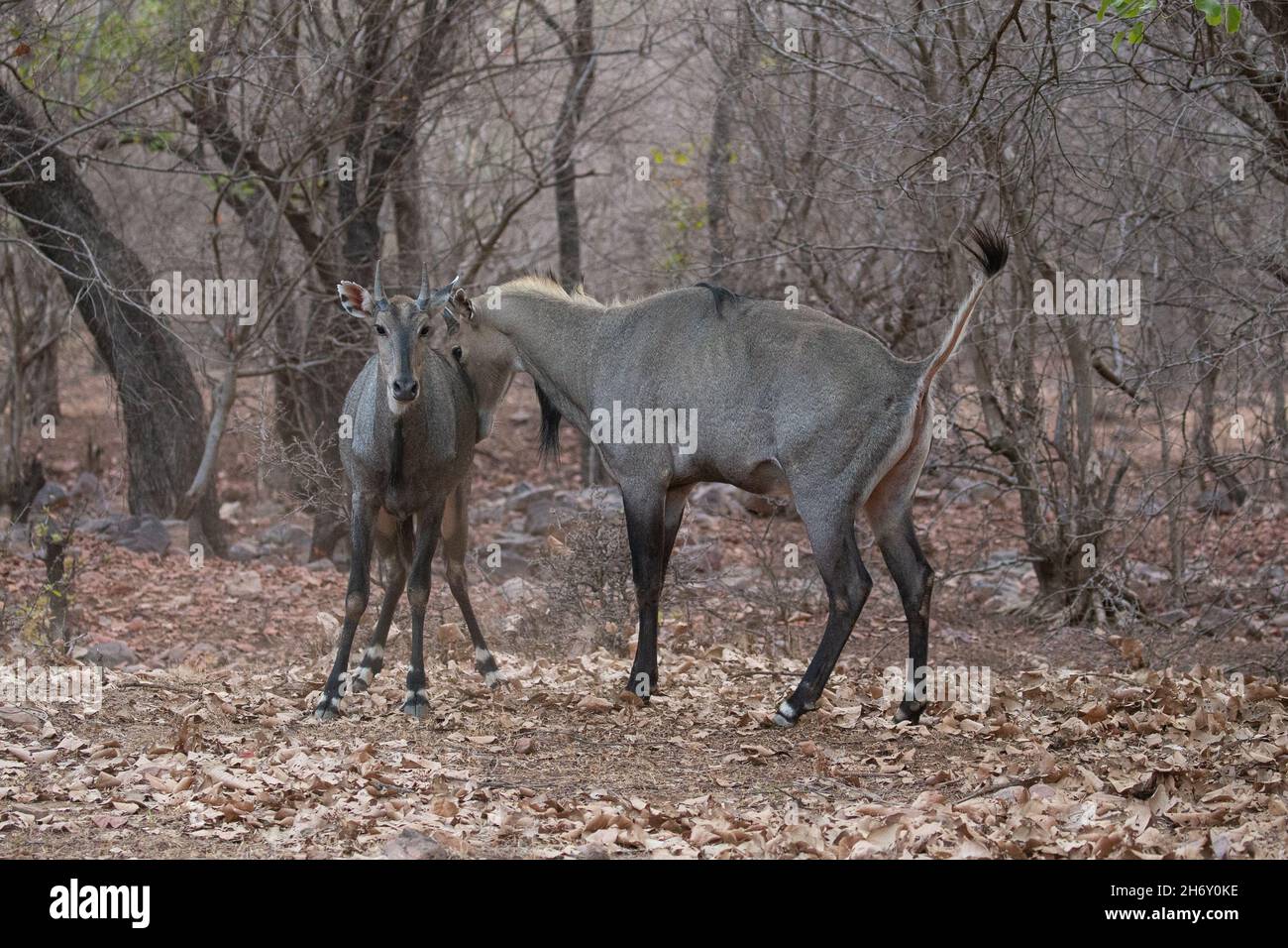 Beautiful and biggest asian antelope nilgai male fighting in the nature ...