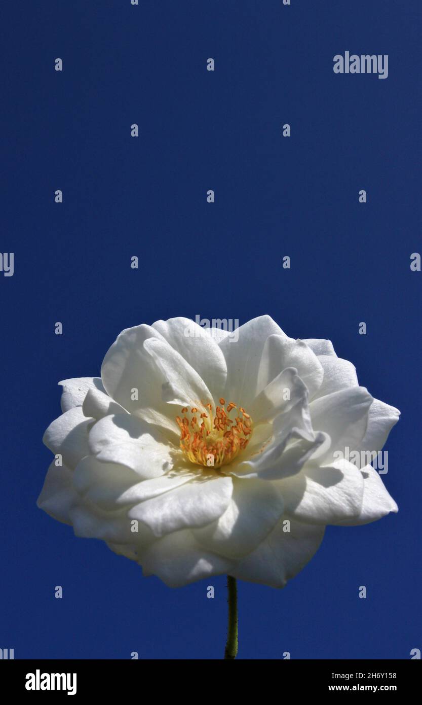 a white rose blossom against the blue sky Stock Photo - Alamy
