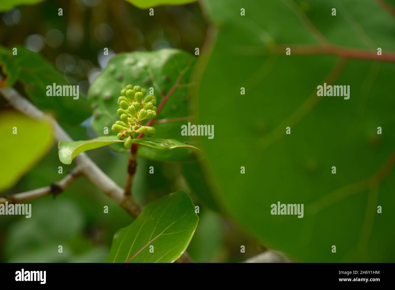 Photo of grapes taken on a beach in the Dominican Republic. The photo
