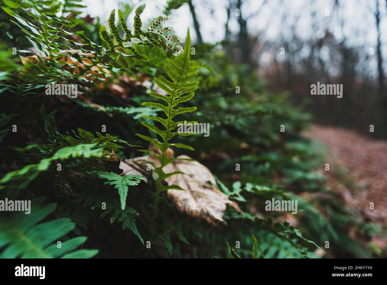 Fern photo art hi-res stock photography and images - Alamy