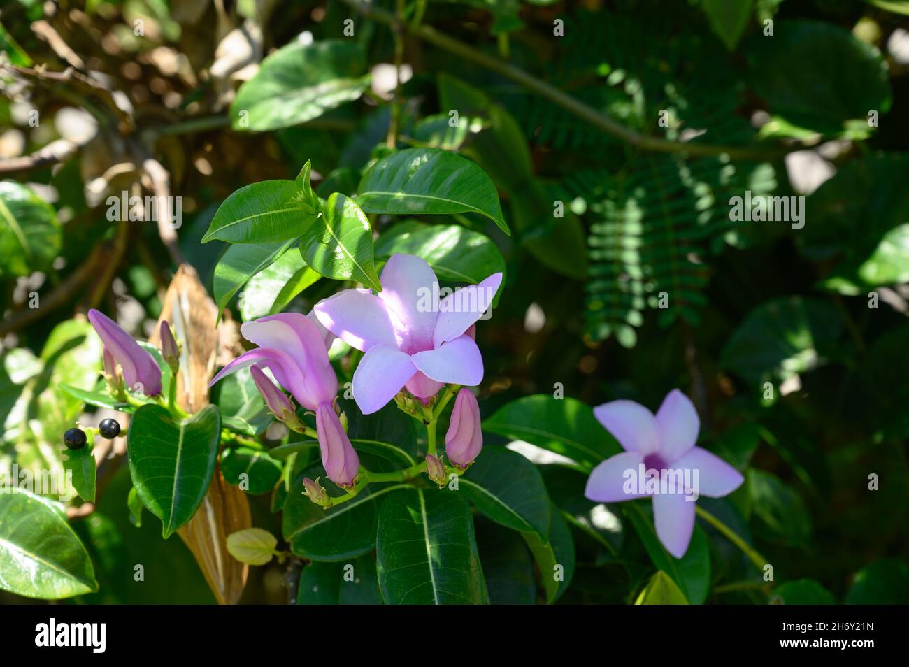 Cryptostegia grandiflora hi-res stock photography and images - Alamy