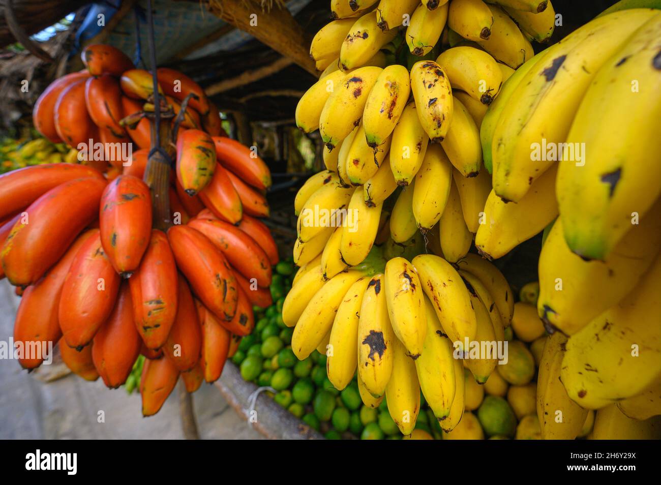 Roadside fruit market. Some tropical fruits wild orange, limes, bananas. Different fruits on tree. Exotic fruits are outdoor. Photo show variety types Stock Photo