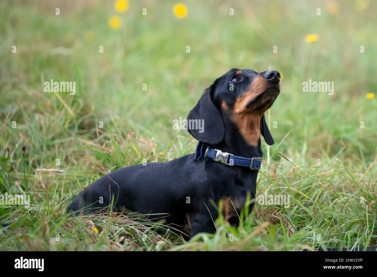 miniature smooth haired Dachshund Stock Photo