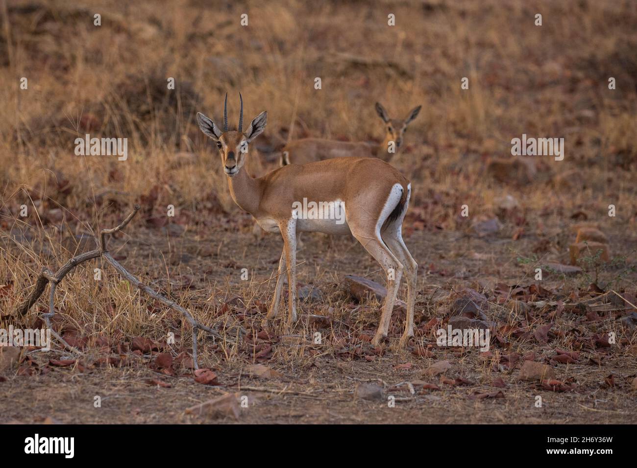 Indian gazell male in a beautiful place in india/wild animal in the nature habitat/India/chinkara stag Stock Photo