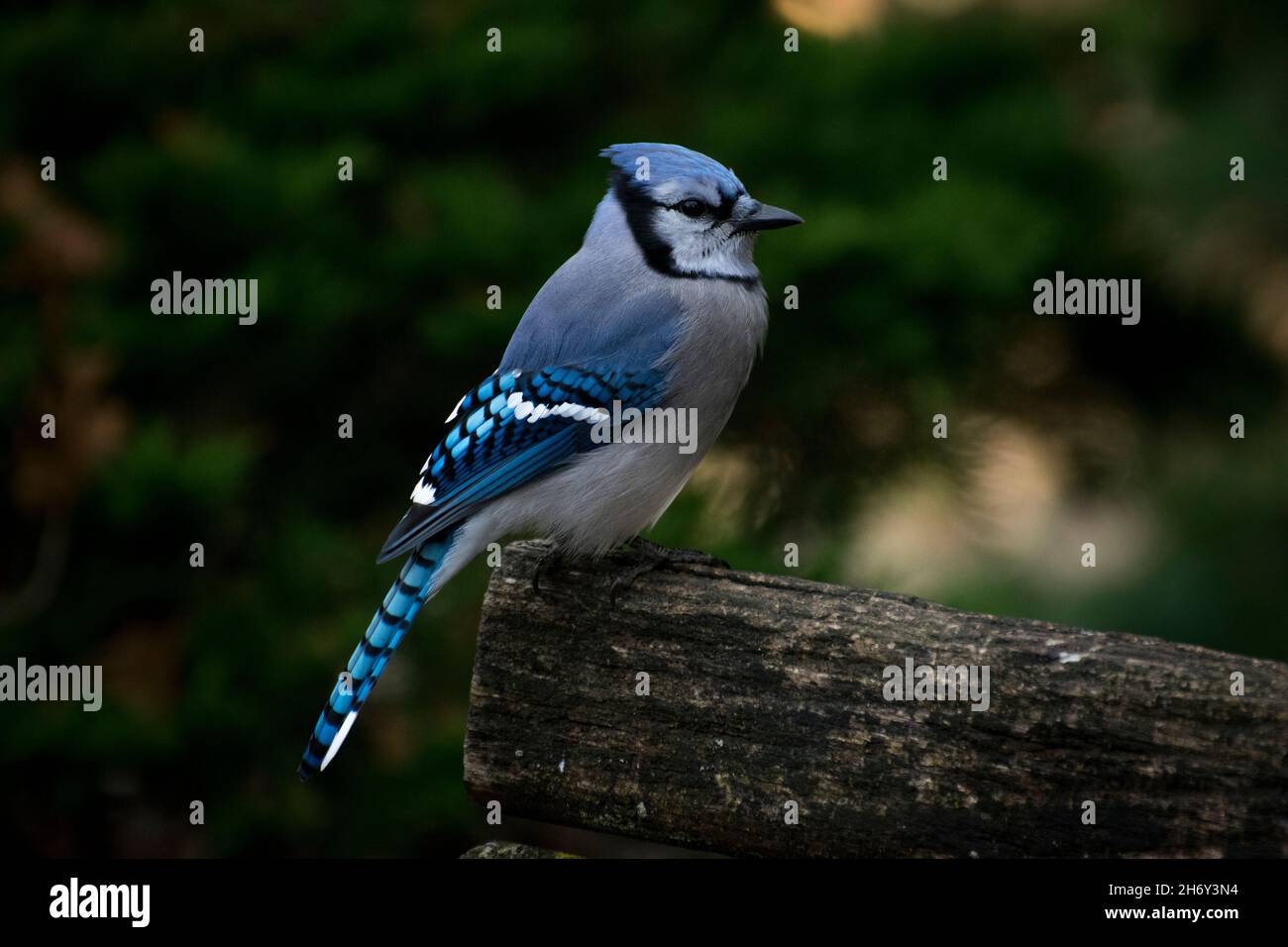 Blue jay sitting on a bench Stock Photo