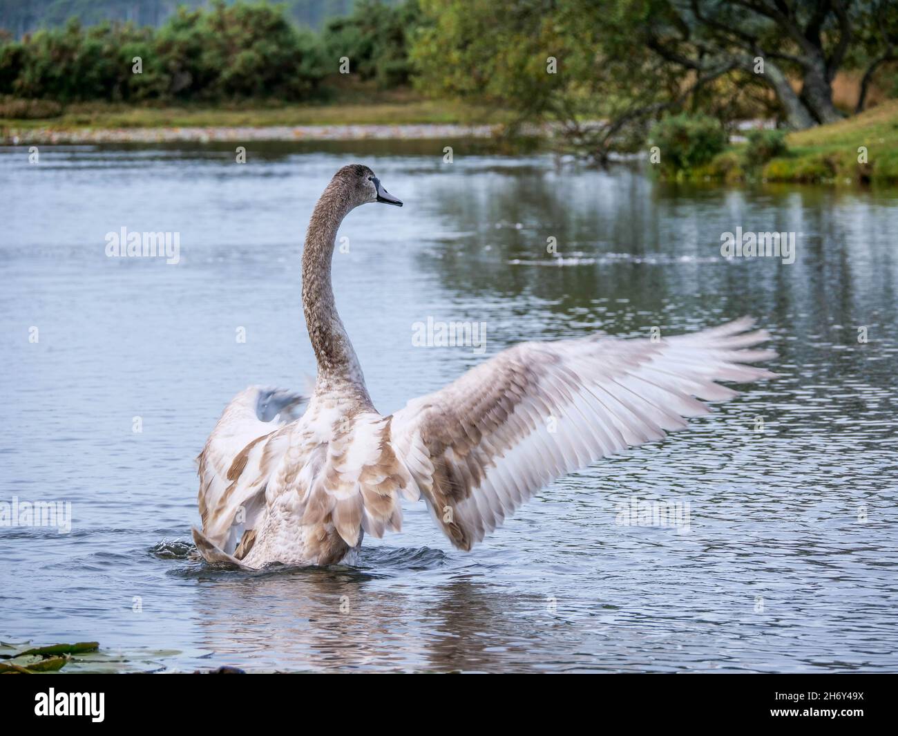 Mute Swan Cygnus olor Stock Photo