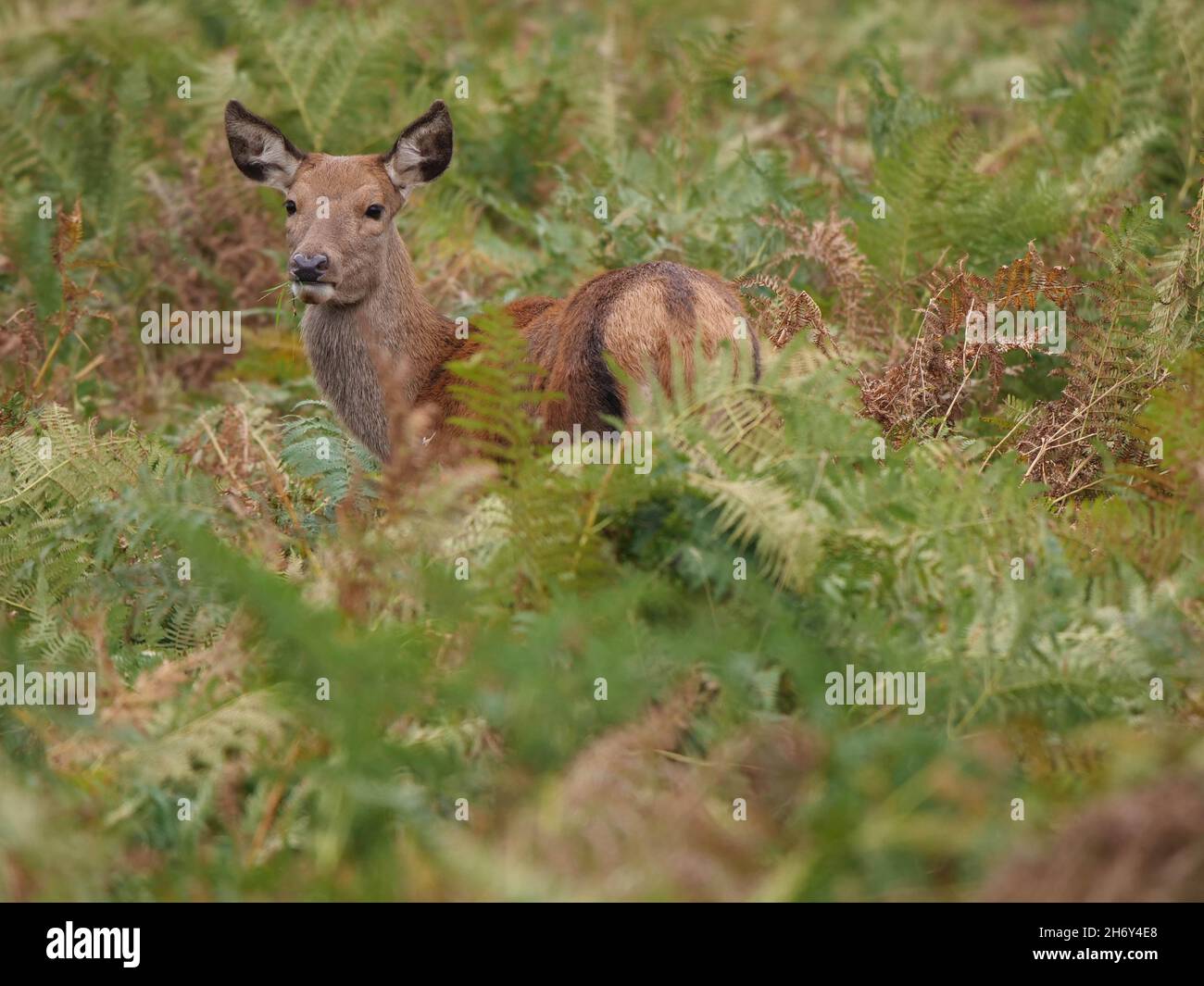 Red Deer Cervus elaphus Hind Stock Photo