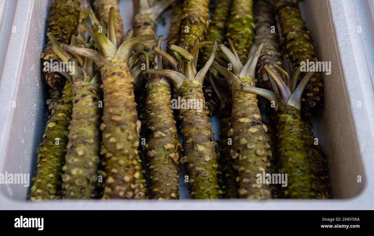 Merchants sale wasabi in famous Tsukiji fish market. Area around the biggest wholesale fish and