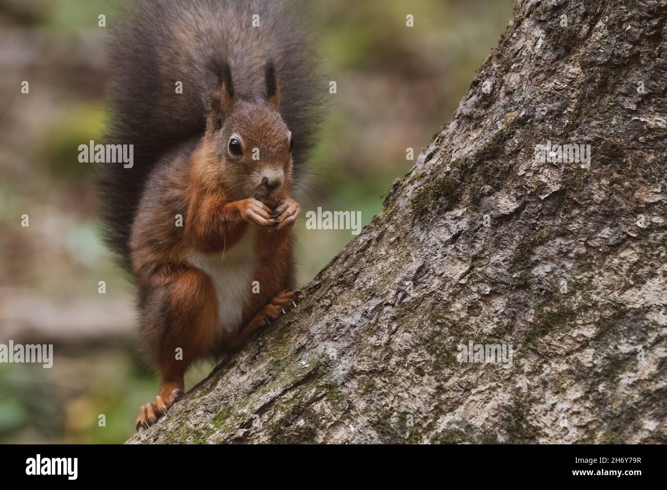 eichhörnchen, tier, nager, säugetier, wild lebende tiere, natur, Stock Photo