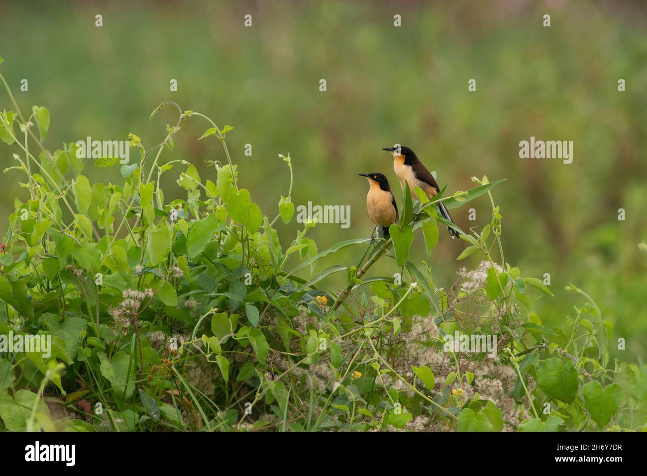 A pair of Black-capped Donacobius (Donacobius atricapilla) on a wetland in the Pantanal, Brazil Stock Photo