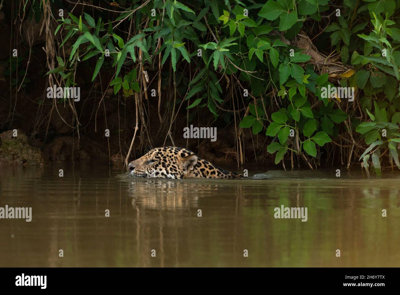A Jaguar swimming in a river of North Pantanal, Brazil Stock Photo