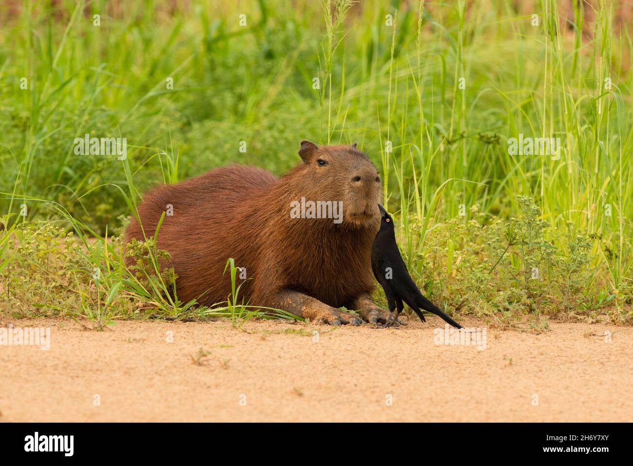 A Giant Cowbird (Molothrus oryzovorus) picking ticks from a Capybara fur, in a mutualistic relationship. Stock Photo