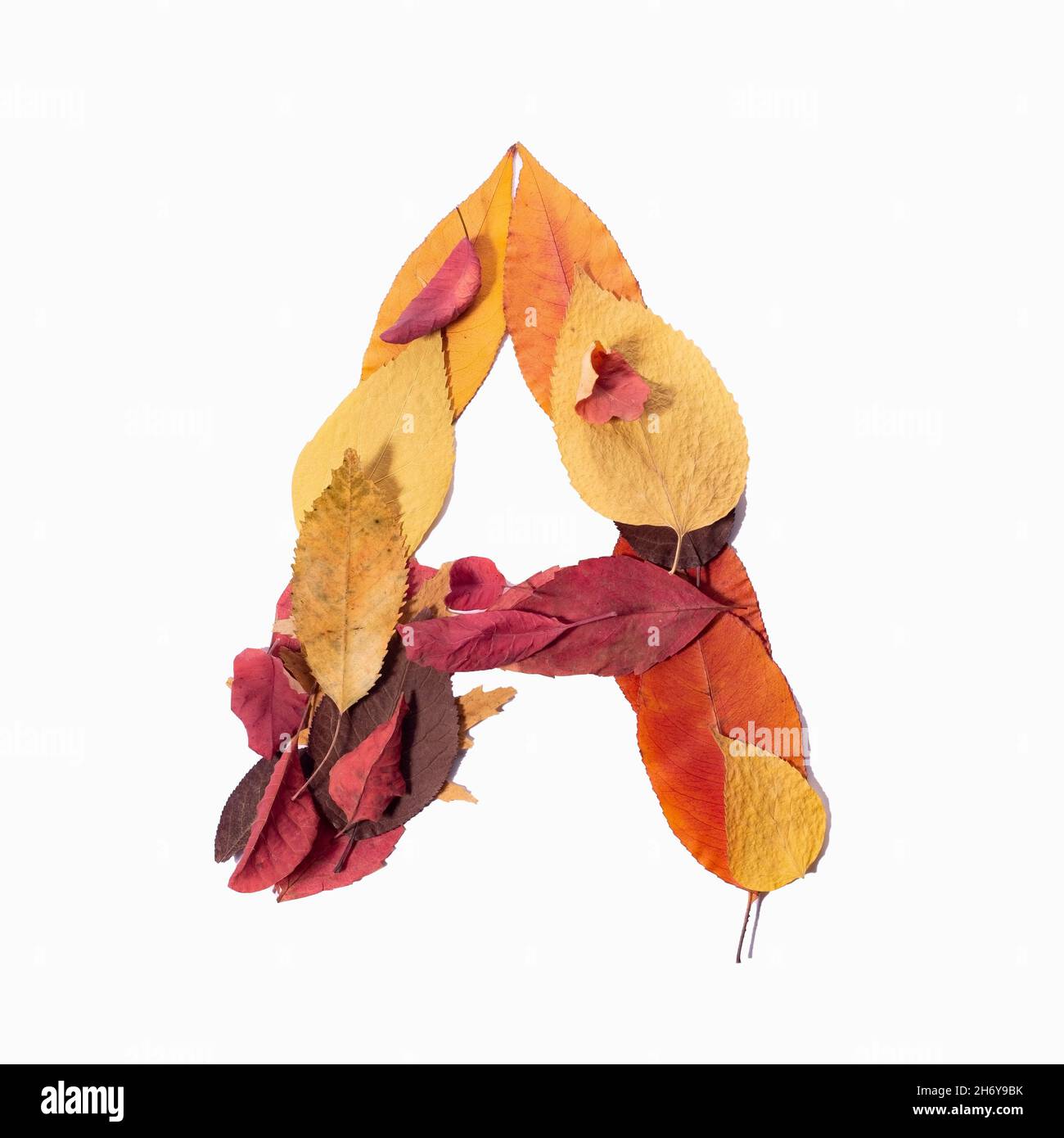 letter A autumn leaves isolate on white background. Stock Photo