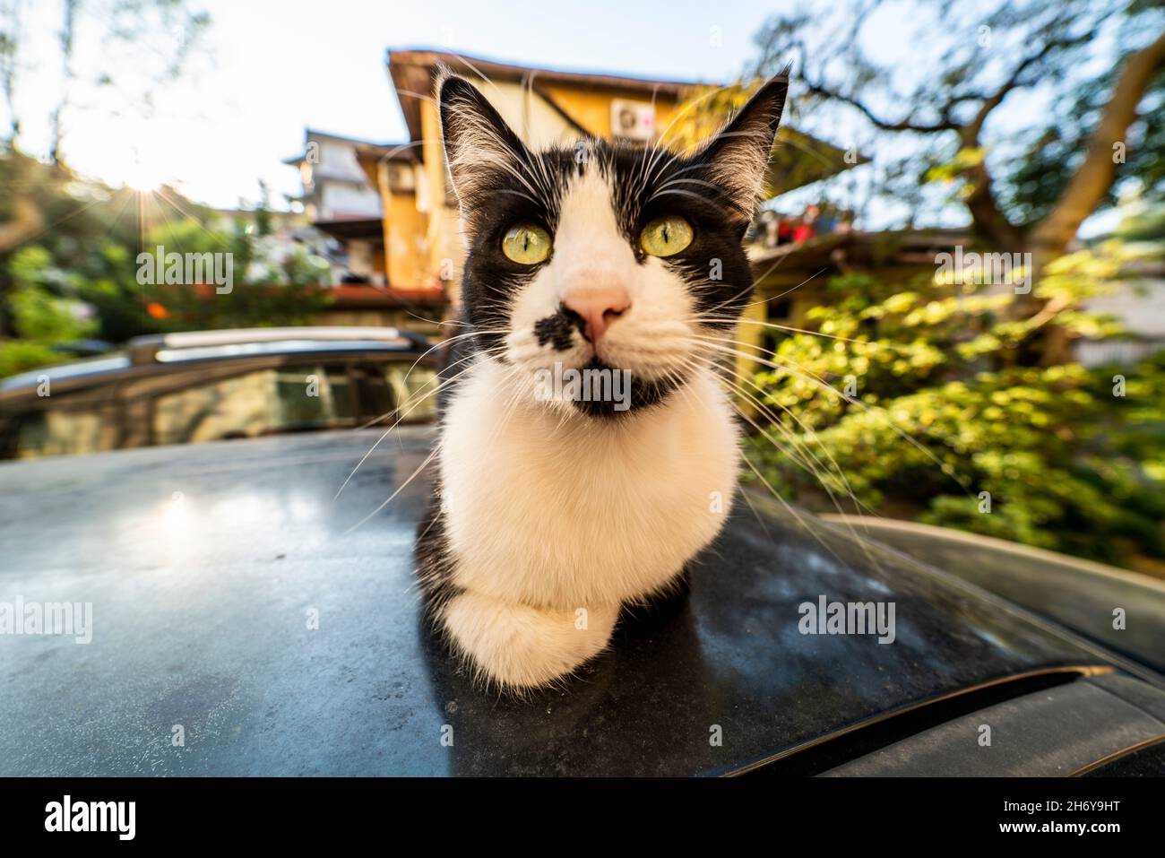 Gatto sul tetto di un'automobile Stock Photo