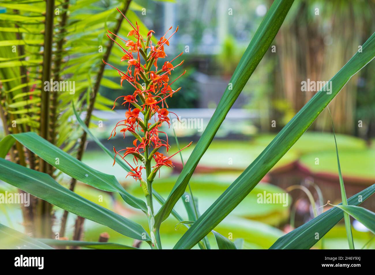 Beautiful view of flowers Hedychium coccineum  plant in ginger family Zingiberaceae. Sweden. Stock Photo