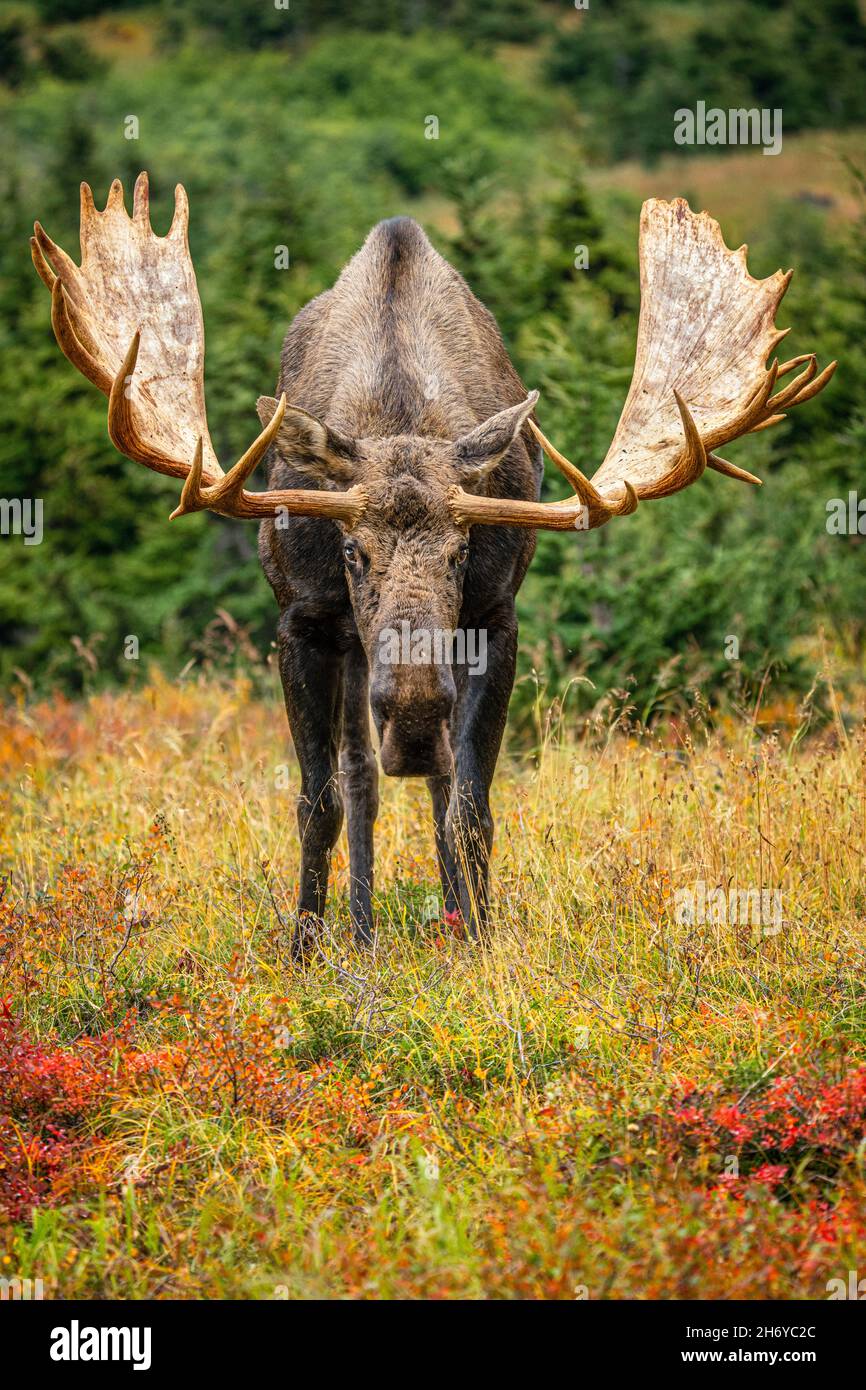 Alaska moose tundra moose yukon hires stock photography and images Alamy