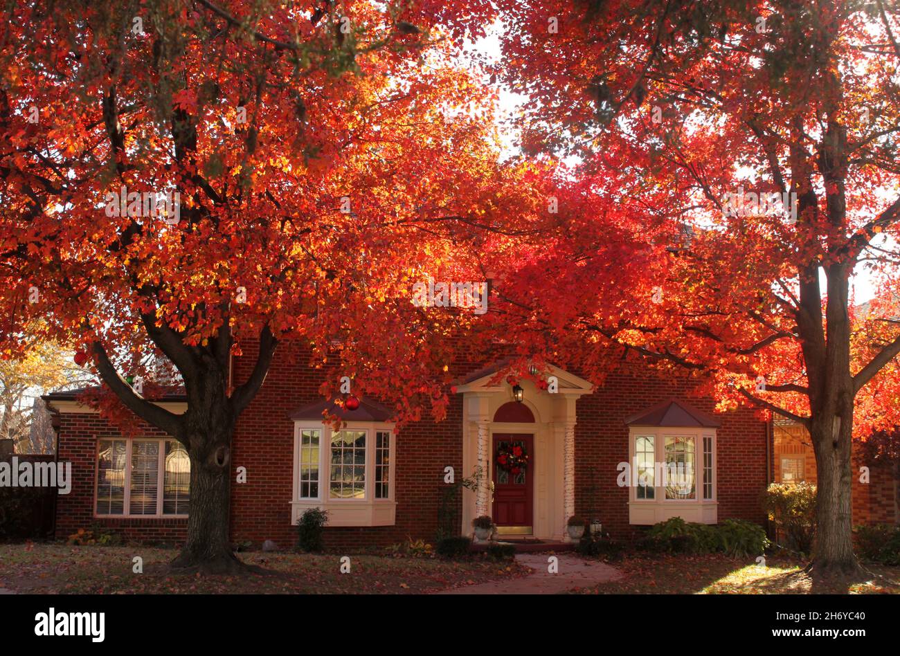 Sun shining through brilliant red leaves shading a beautiful traditional brick house with Christmas decorations all ready up Stock Photo