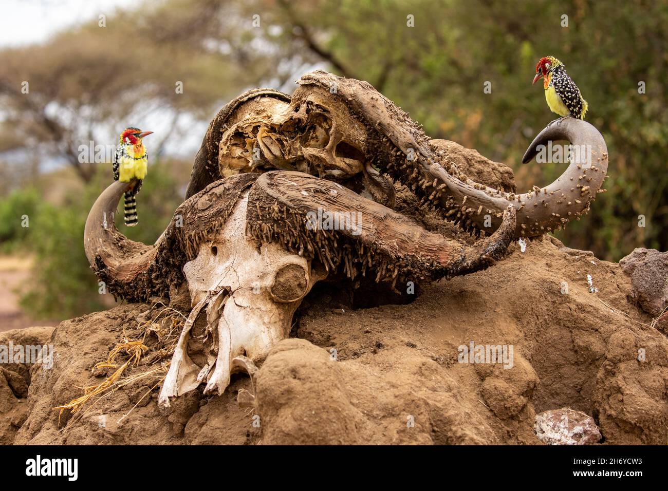 Red-and-yellow barbet  (Trachyphonus erythrocephalus) Standing on the skull of a buffalo Stock Photo