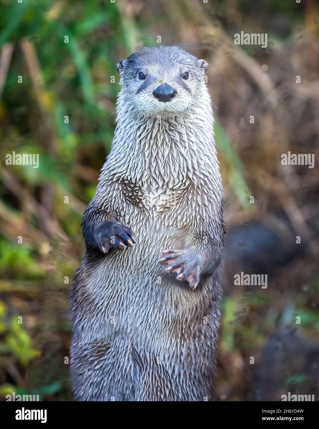 Close up of River Otter standing up facing directly at the camera Stock Photo