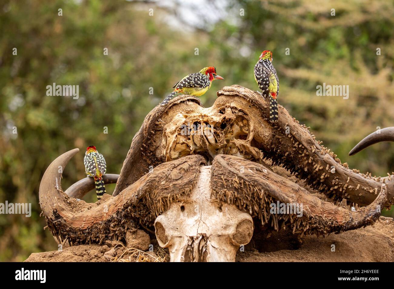 Red-and-yellow barbet  (Trachyphonus erythrocephalus) Standing on the skull of a buffalo Stock Photo