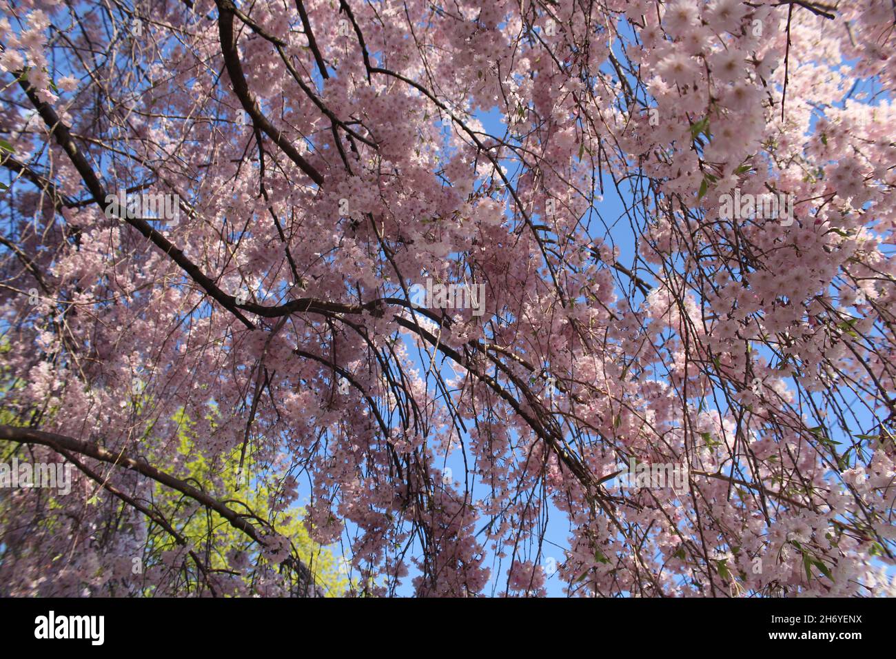 Cherry Blossom In Spring Stock Photo Alamy