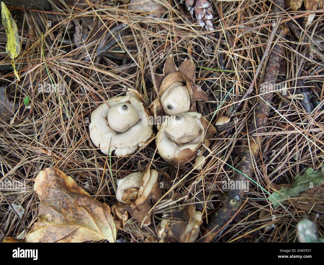 Mushrooms amidst decomposing organic matter on a forest floor, USA, 2021 © Katharine Andriotis Stock Photo