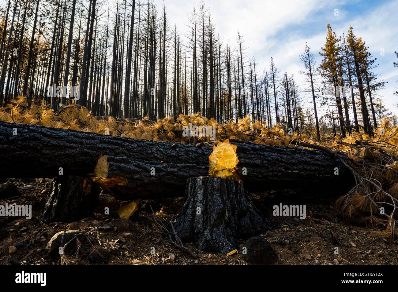 Markleeville Ca, United States. 16th Nov, 2021. Burned tress seen cut 