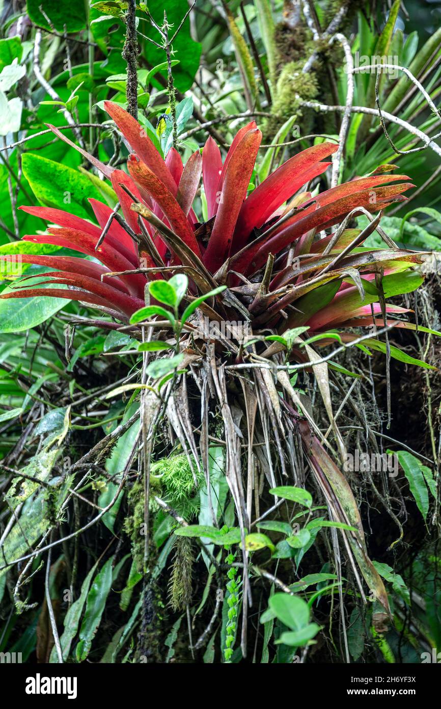 Bromeliad (Bromelia), Caribbean National Forest, El Yunque National Forest, Rio Grande, Puerto Rico Stock Photo