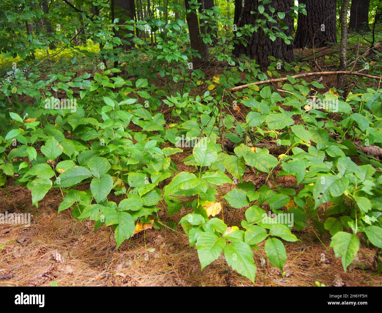 Poison ivy growing rampant on a forest floor, USA, 2021 © Katharine Andriotis Stock Photo