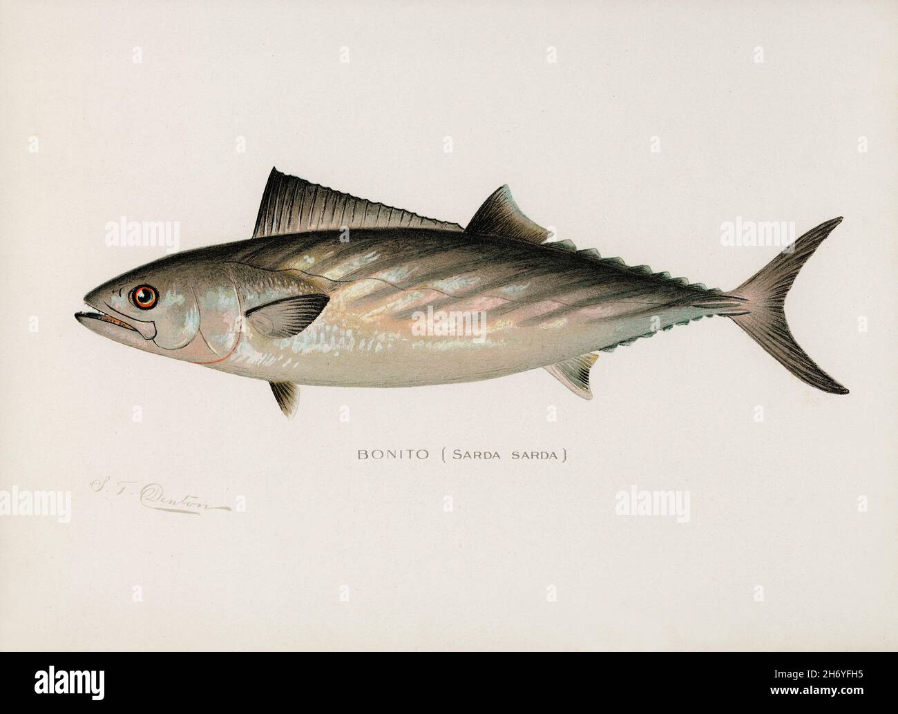 Bonito ( Sarda Sarda) illustrated by Sherman F. Denton (1856-1937) from Game Birds and Fishes of North America. Digitally enhanced from our own 1913 P Stock Photo