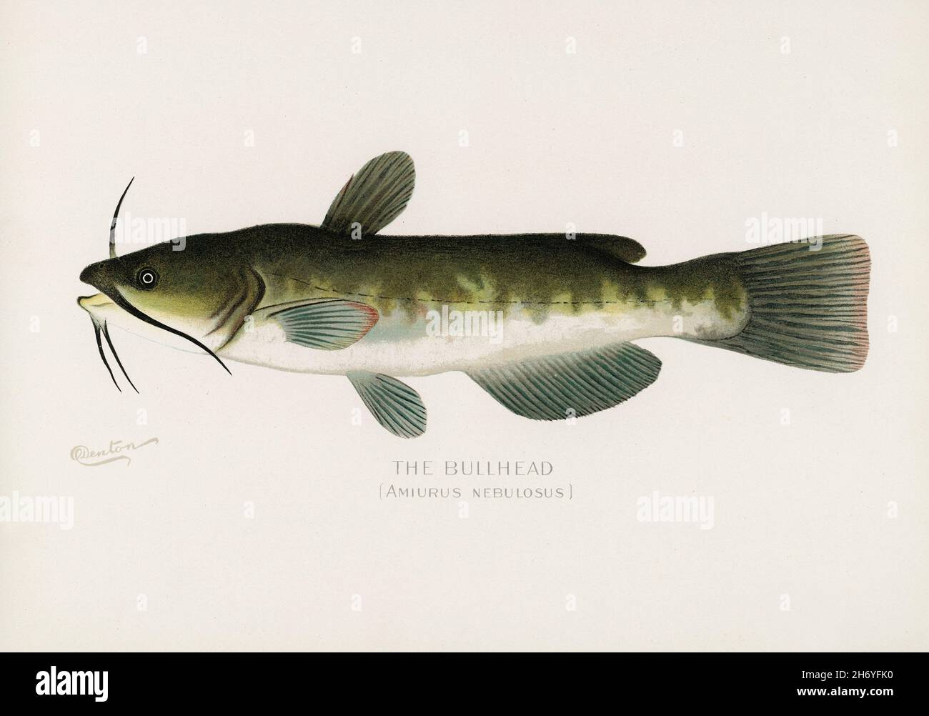 Bullhead; (Amiurus Nebulosus) illustrated by Sherman F. Denton (1856-1937) from Game Birds and Fishes of North America. Digitally enhanced from our ow Stock Photo