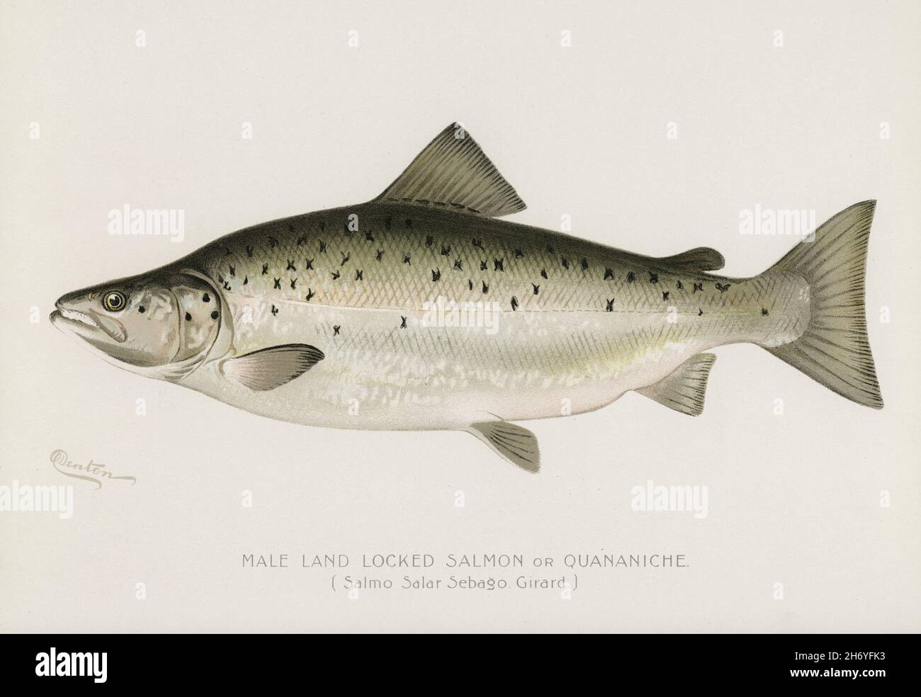Male Land Locked Salmon or Quananiche ( Salmo Salar Sebaqo Girard) illustrated by Sherman F. Denton (1856-1937) from Game Birds and Fishes of North Am Stock Photo