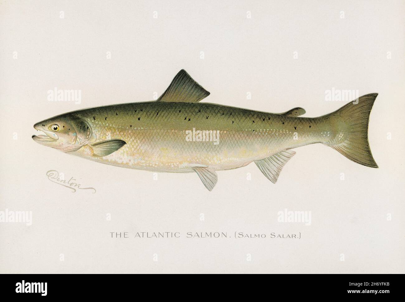 Atlantic Salmon ( Salmo Salar); Fishes of North America illustrated by Sherman F. Denton (1856-1937) from Game Birds and Fishes of North America. Digi Stock Photo