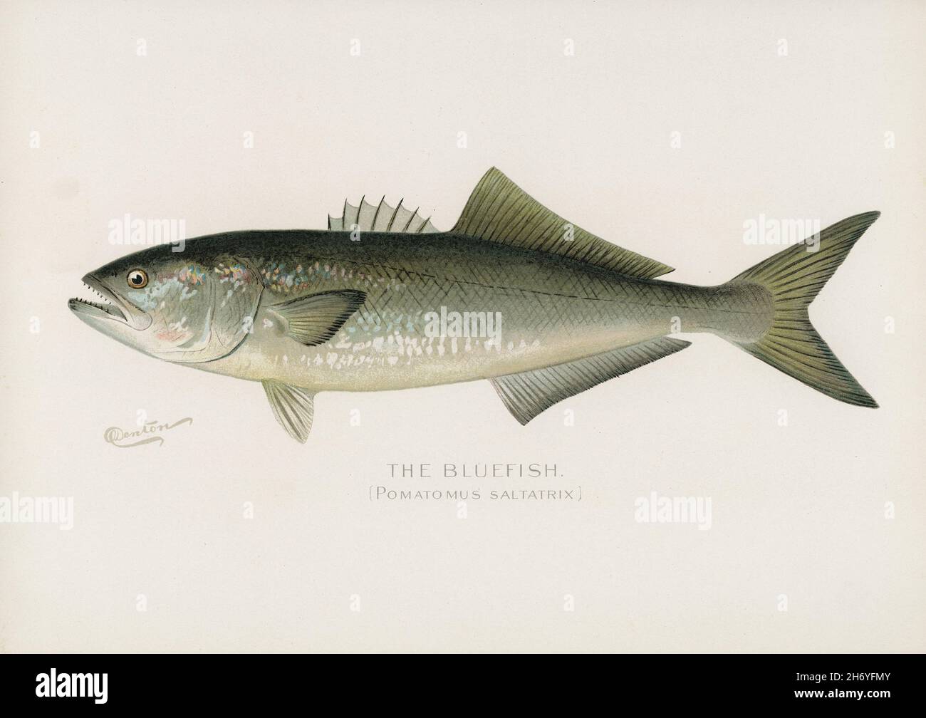 Bluefish (Pomatomus Saltatrix) illustrated by Sherman F. Denton (1856-1937) from Game Birds and Fishes of North America. Digitally enhanced from our o Stock Photo