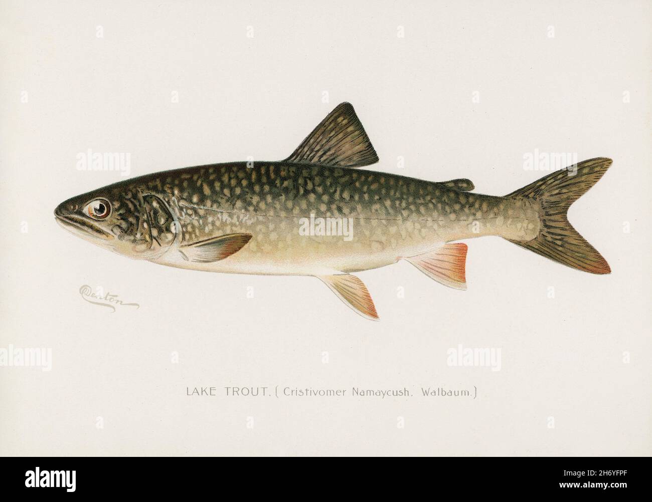Lake Trout (Cristivomer Namaycush) illustrated by Sherman F. Denton (1856-1937) from Game Birds and Fishes of North America. Digitally enhanced from o Stock Photo