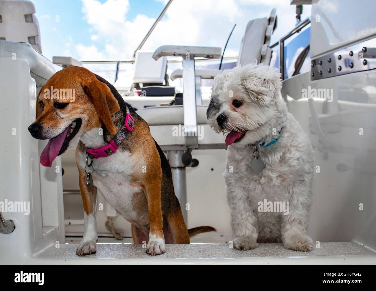 Two dogs with their tongues hanging out looking down from the top deck of a white cabin cruiser with boat seat in background Stock Photo