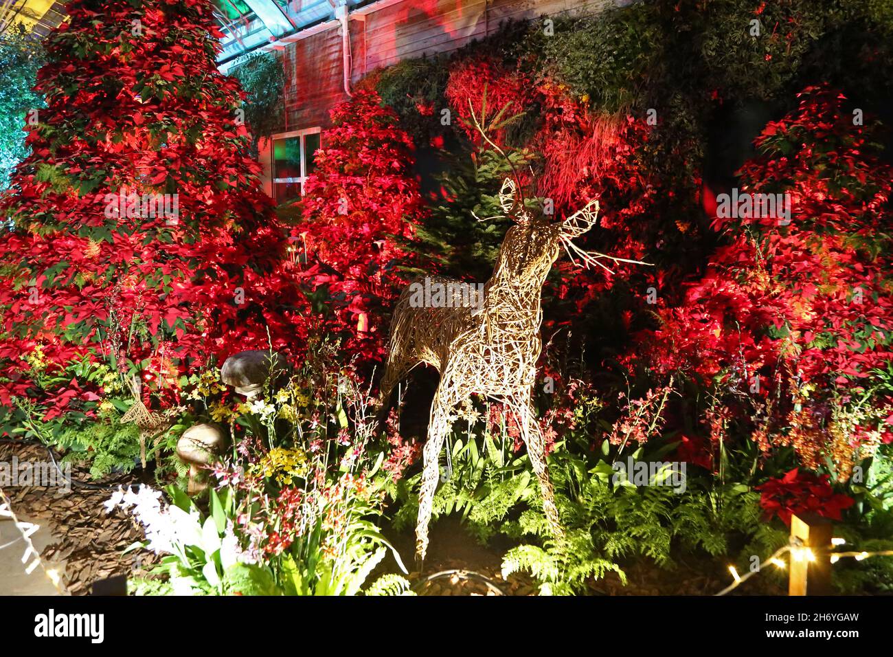 christmas plant display in garden high resolution stock photography and images alamy christmas plant display in garden high resolution stock photography and images alamy
