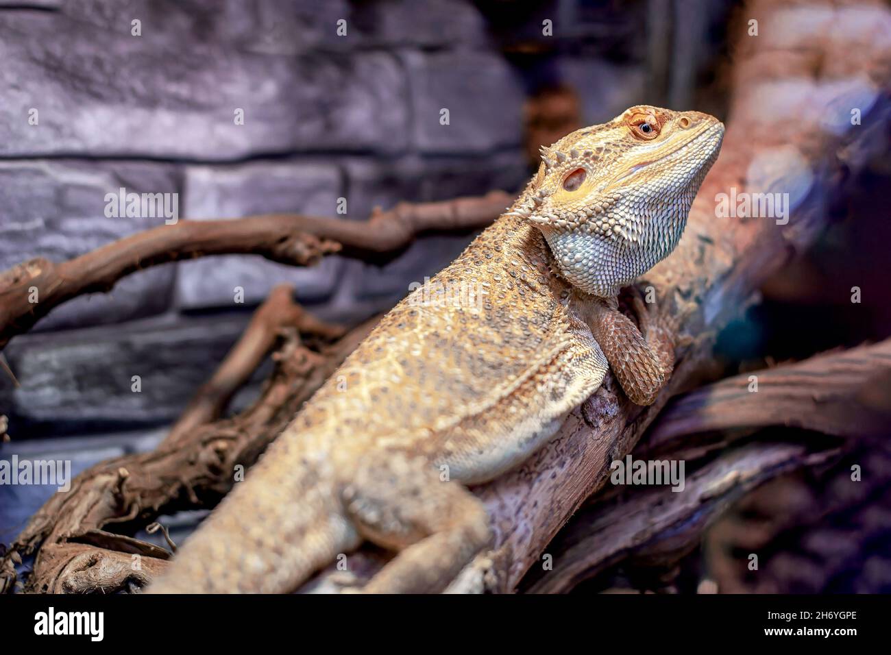 Root Bearded Dragon or Agama lizard reptile on the tree branch in