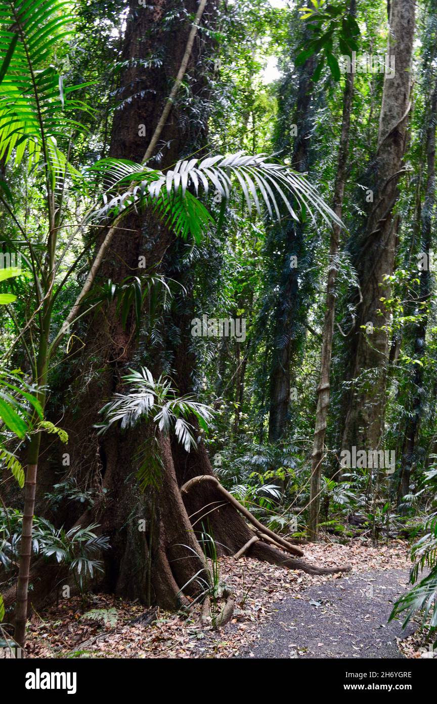 A view of a walking trail in the Dorrigo National Park, NSW Stock Photo