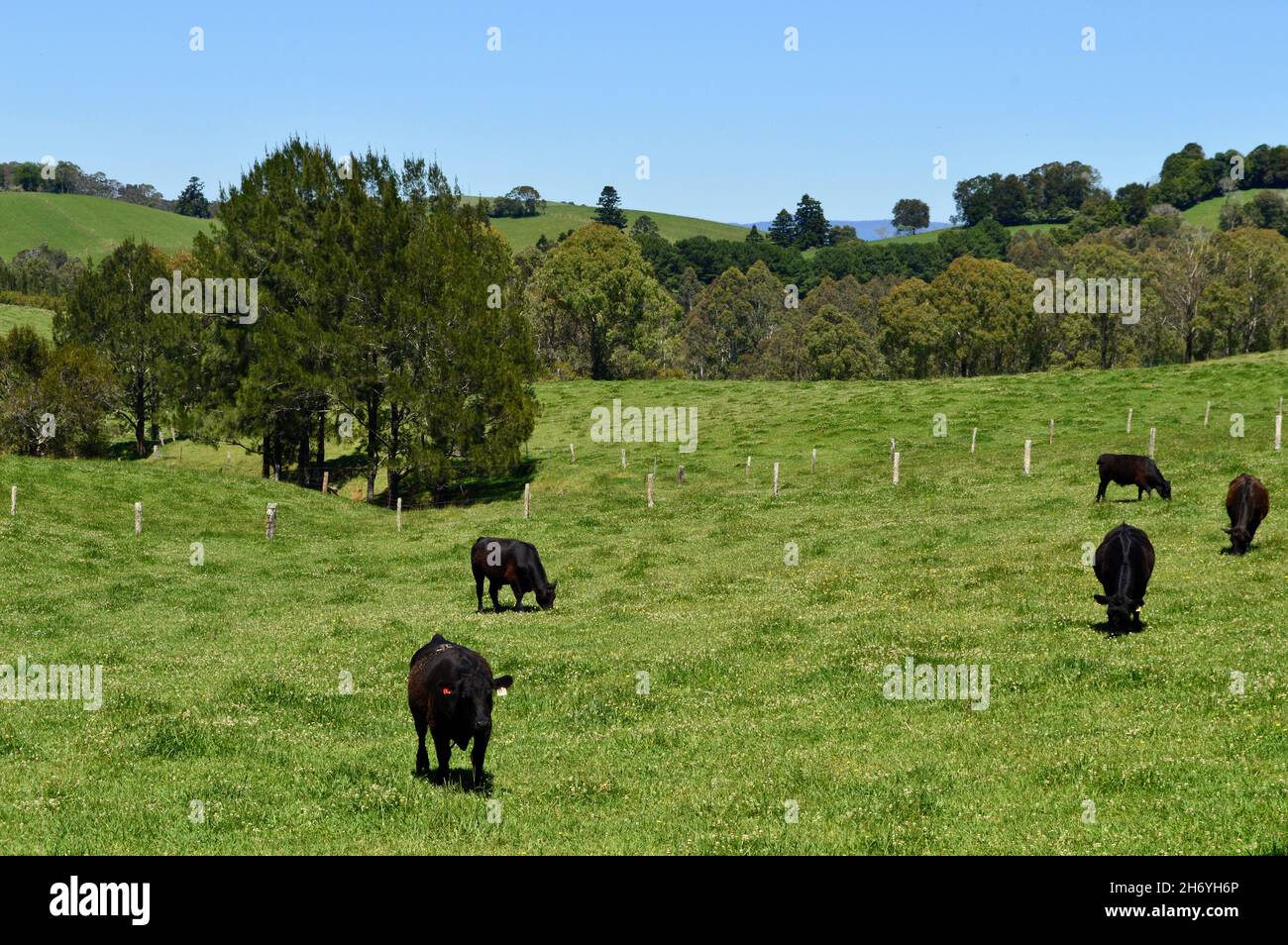 Cattle grazing along the Waterfall Way in NSW, Australia Stock Photo ...