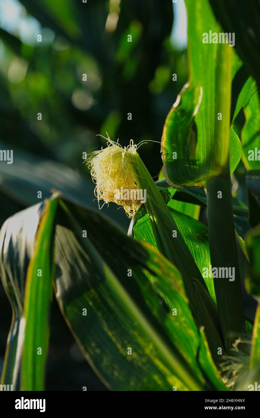 Vertical shot of corn silk under sunlight in the field during the daytime Stock Photo