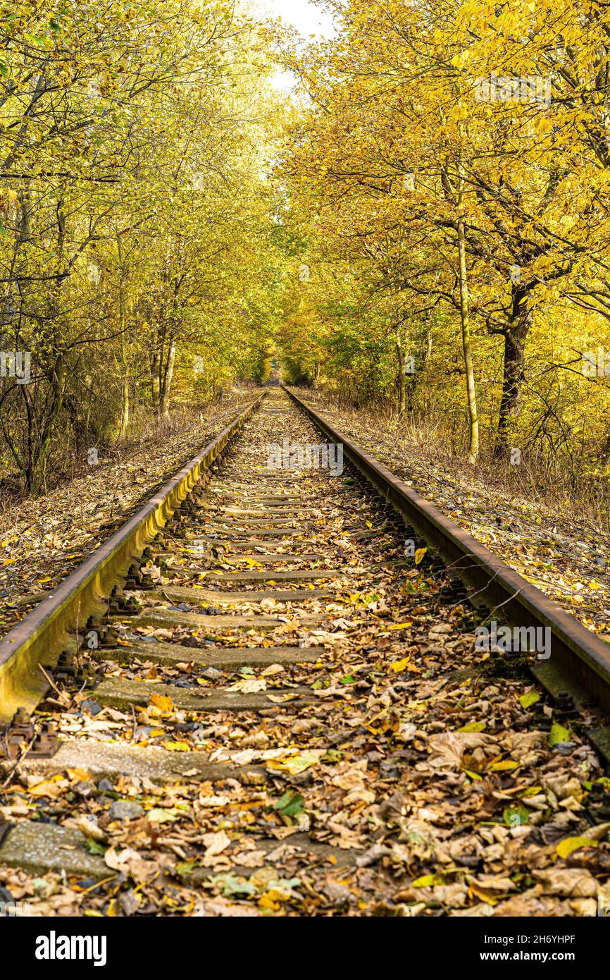 Railway in perspective between yellowed trees with falling leaves on a