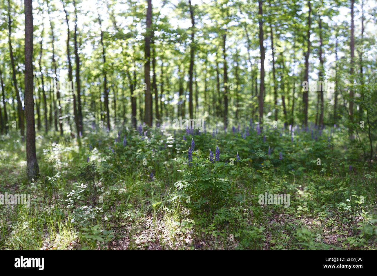 Forest shot in Brenizer method Stock Photo - Alamy