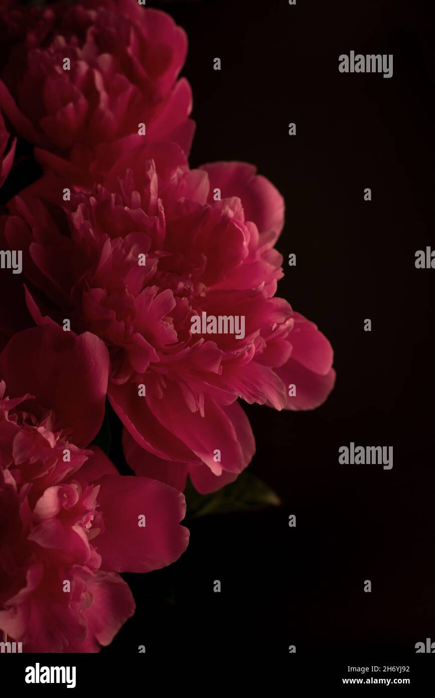 Peony against a dark background. Floral wallpaper with beautiful pink